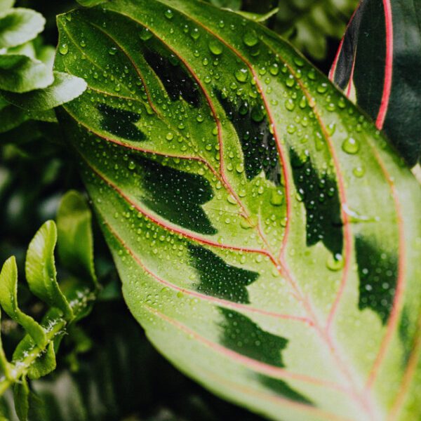 how to revive a prayer plant