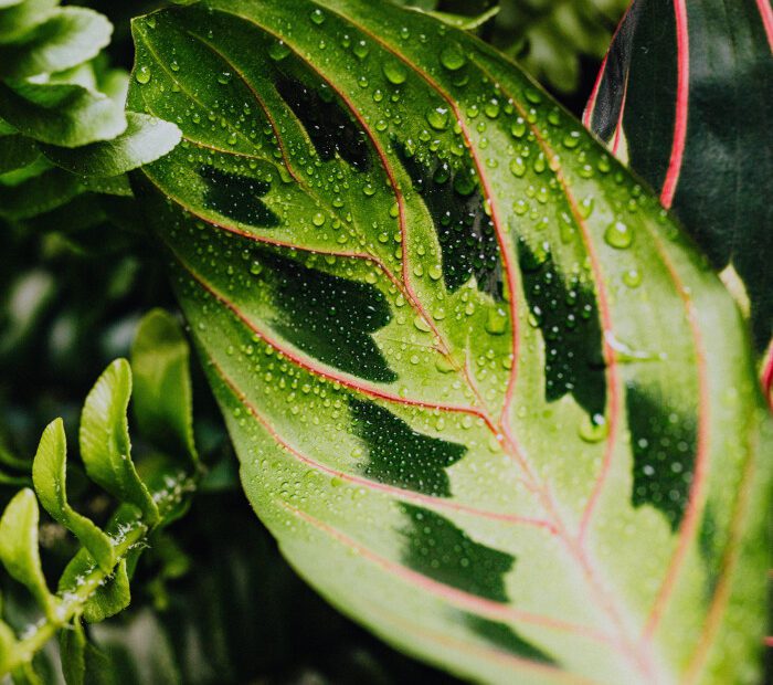 how to revive a prayer plant