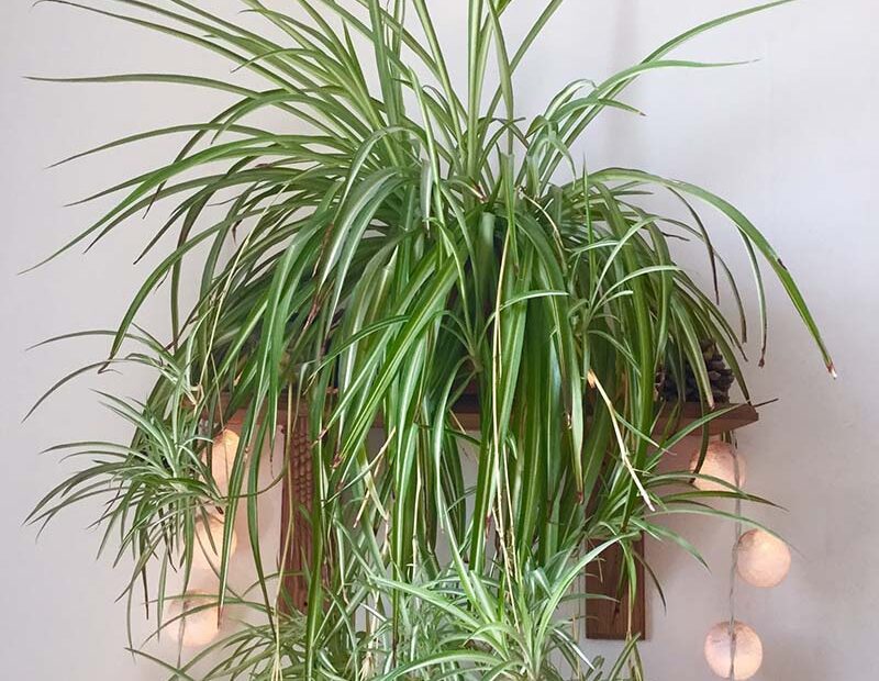 How to Revive a Spider Plant