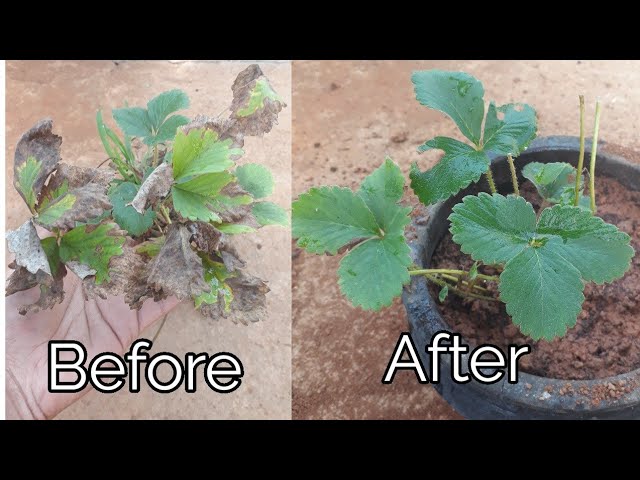 how to revive a strawberry plant