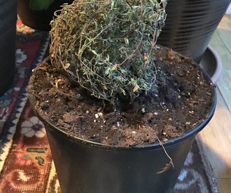 How to Revive Thyme Plant