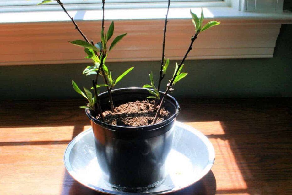 how to root a peach tree cutting