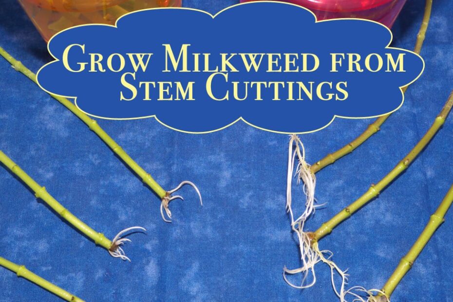 How to Root Milkweed Cuttings in Water