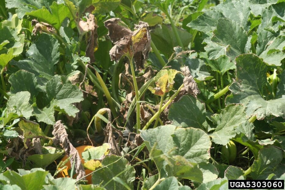 How to Save a Dying Pumpkin Plant