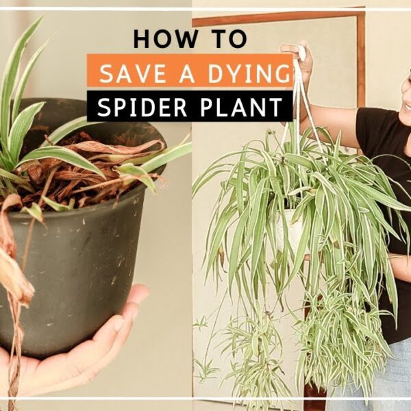 how to save a dying spider plant