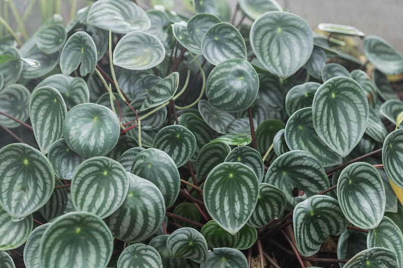 How to Save a Dying Watermelon Plant