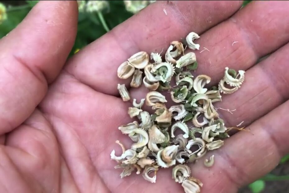 how to save calendula seeds