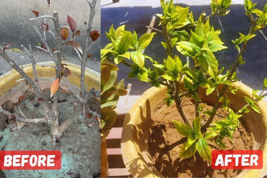 How to Save Dying Hibiscus Plant