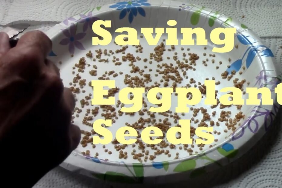 how to save eggplant seeds