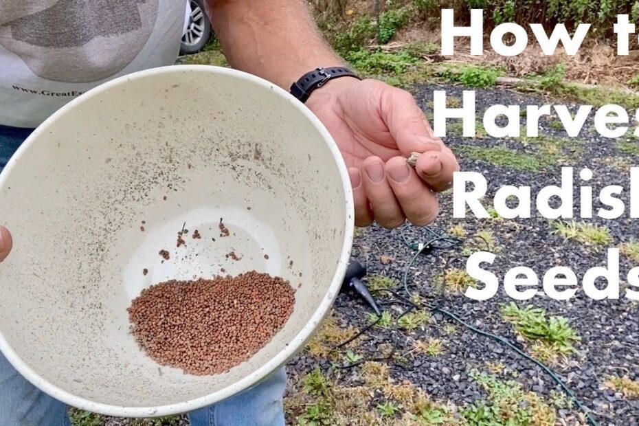 How to Save Radish Seeds