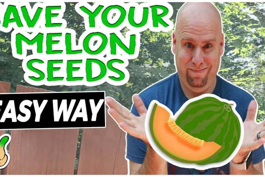 How to Save Seeds from Cantaloupe