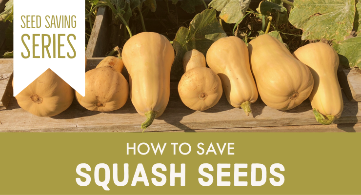 How to Save Squash Seeds for Planting