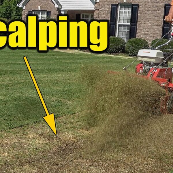 how to scalp a lawn