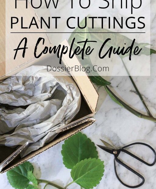 How to Ship a Plant Cutting