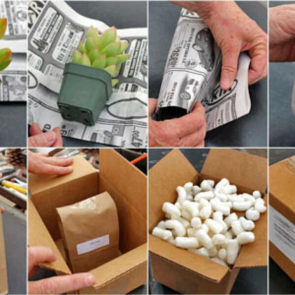 how to ship a succulent plant