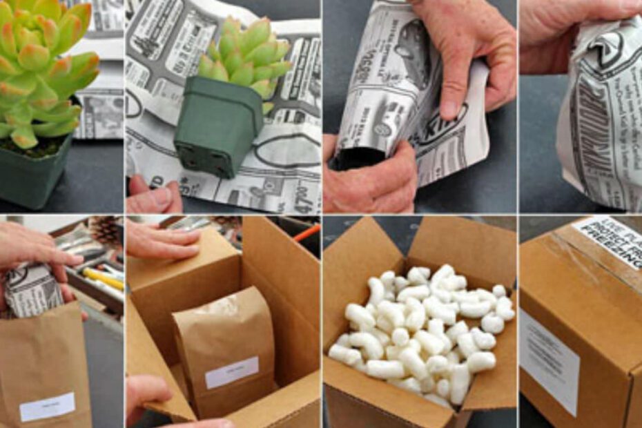 how to ship a succulent plant