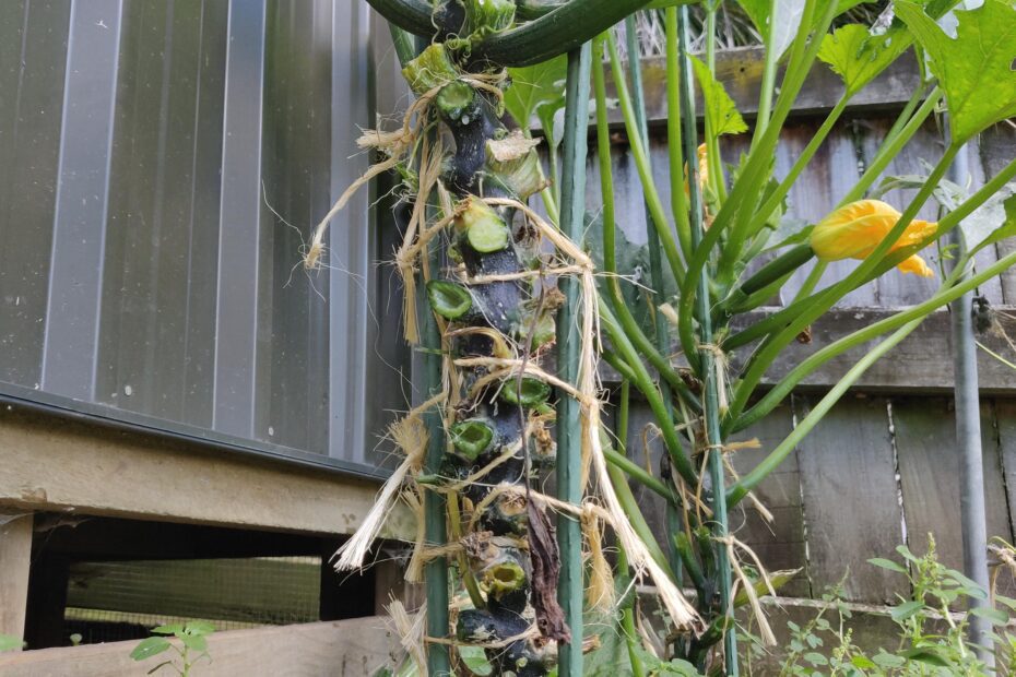 how to stake up zucchini plants scaled