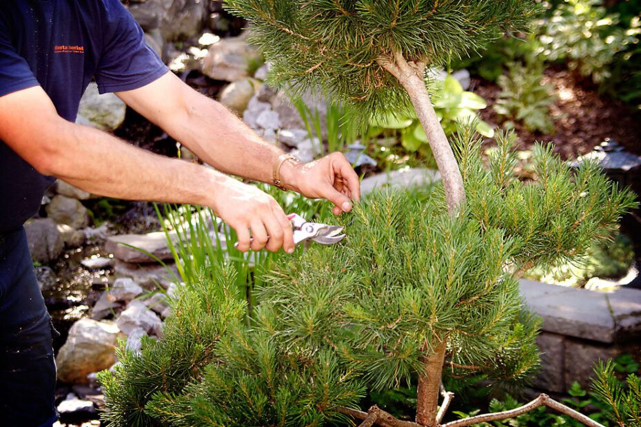 How to Stop a Tree from Dying