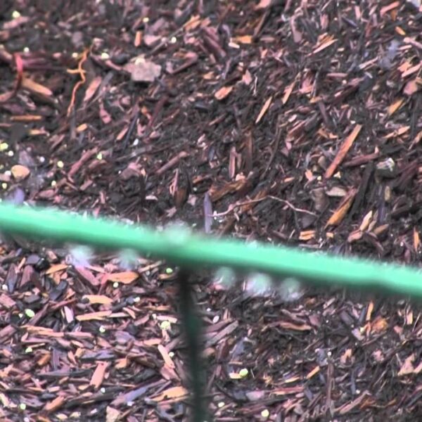 how to stop birds from messing up mulch