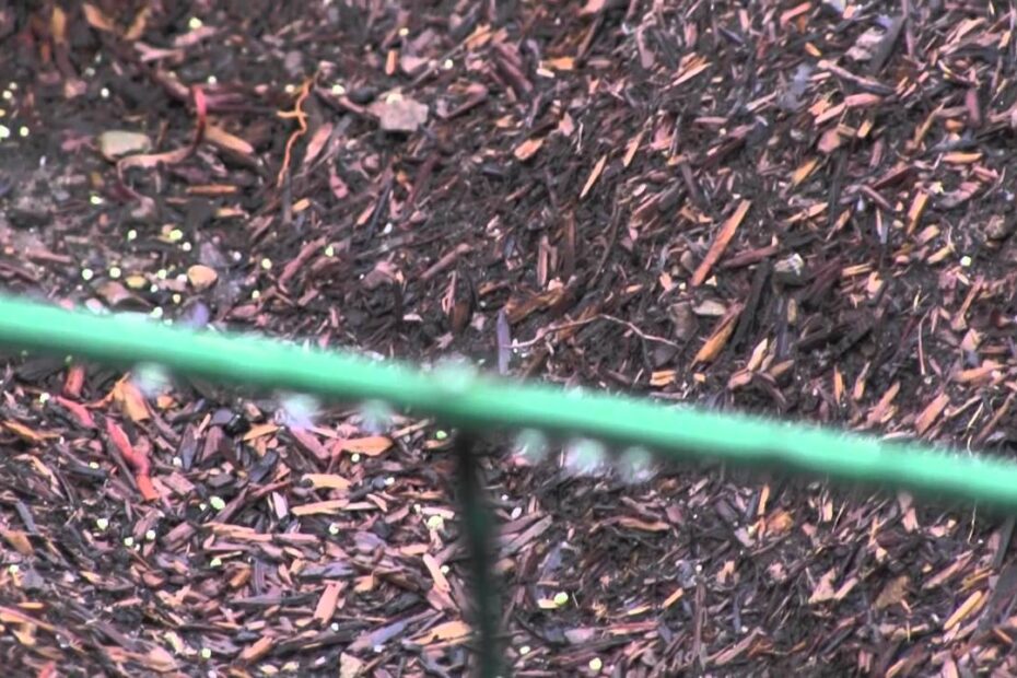 how to stop birds from messing up mulch