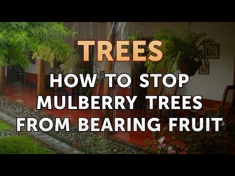 how to stop mulberry trees from bearing fruit