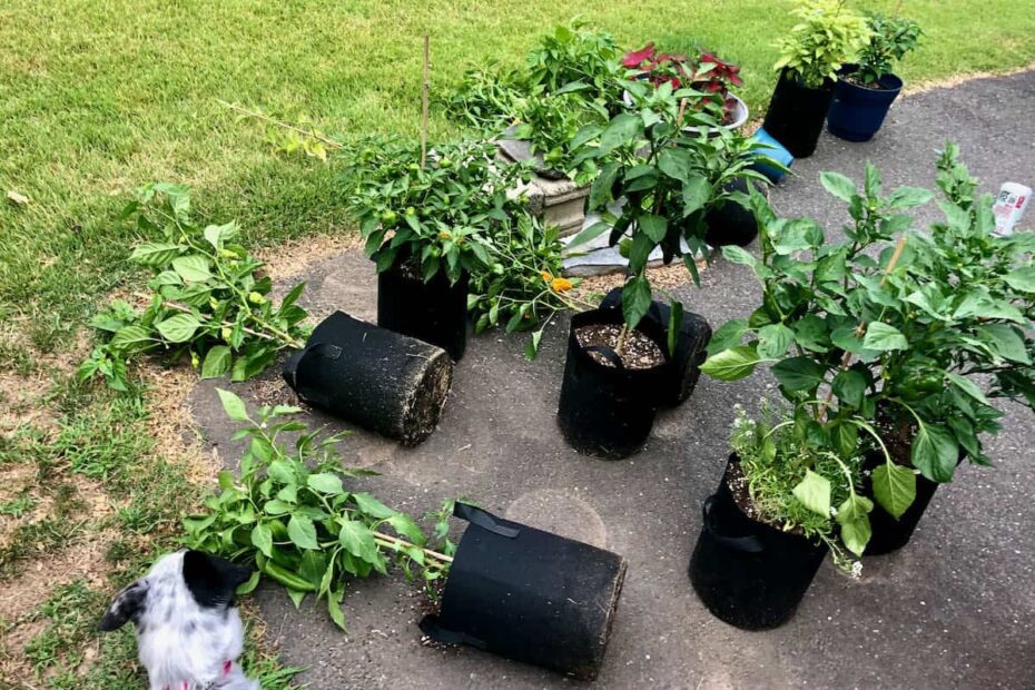 how to stop plant pots falling over in wind