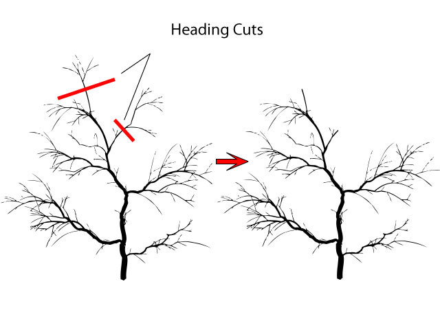 How to Stop Tree Branches Growing Back