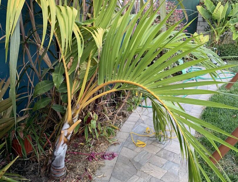 How to Straighten a Leaning Palm Tree