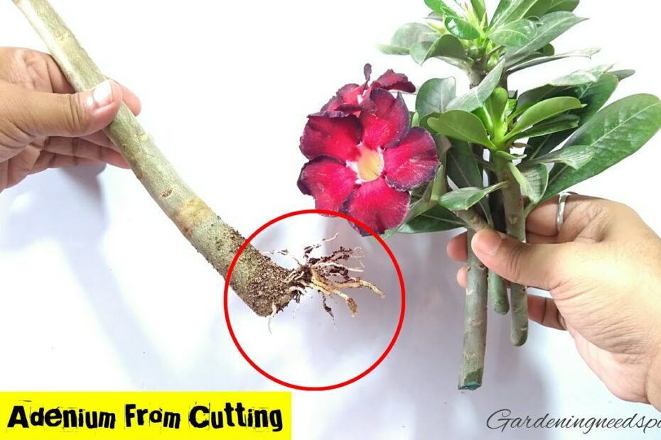 how to take a cutting from a desert rose