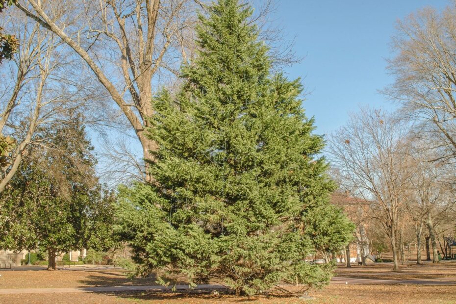 How to Take Care of a Cedar Tree