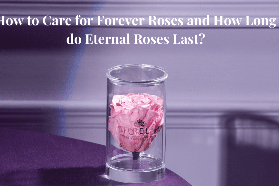 how to take care of forever roses