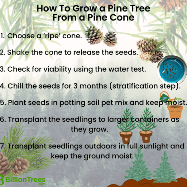 how to take care of mature pine trees