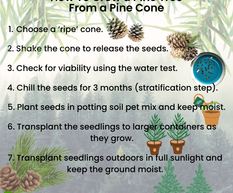 how to take care of mature pine trees