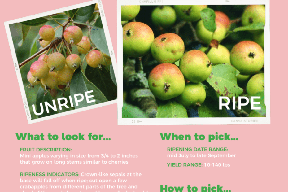 How to Tell an Apple Tree from a Crabapple Tree