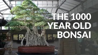 how to tell how old a bonsai tree is