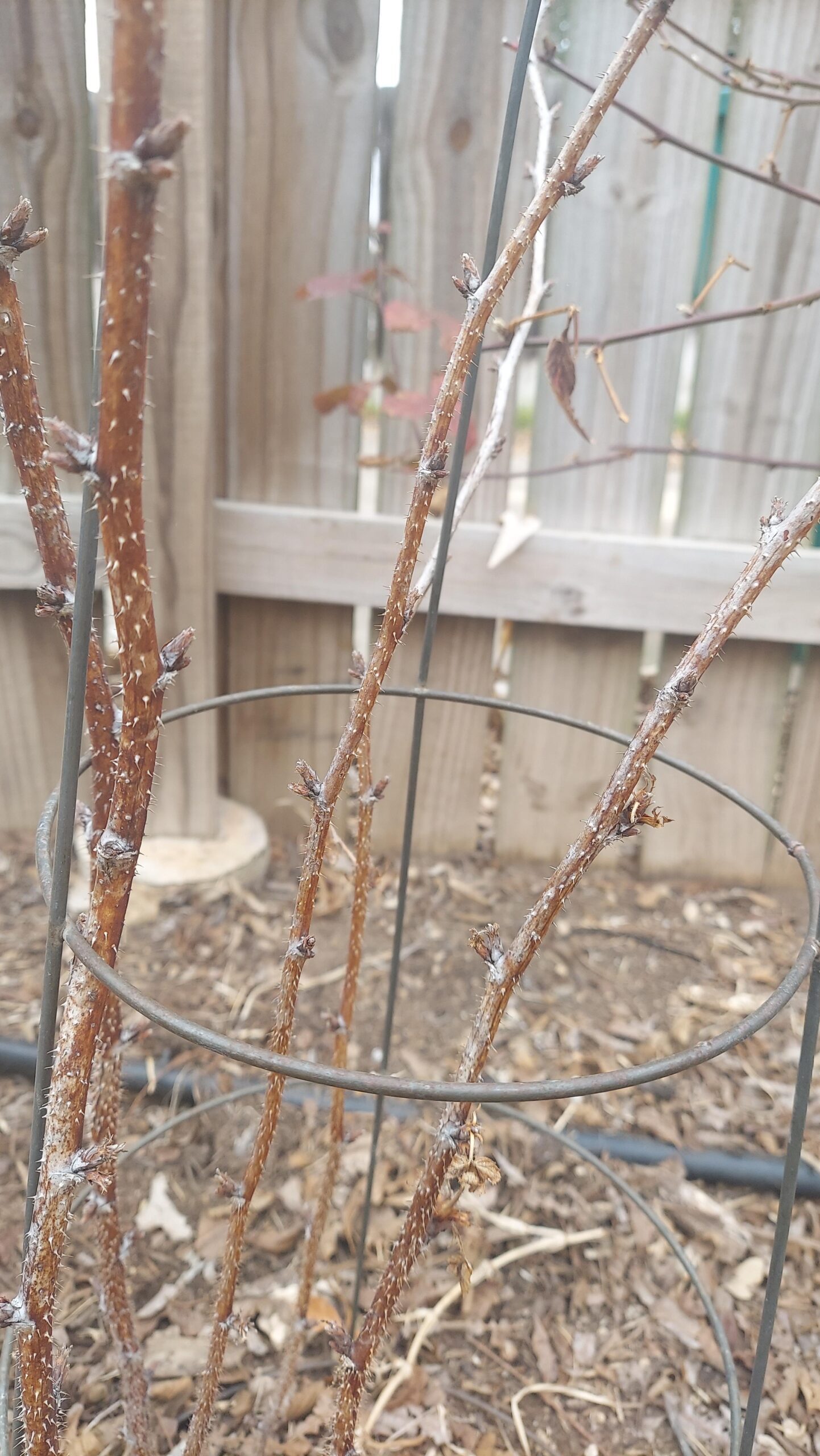 How to Tell if Raspberry Plant is Dead