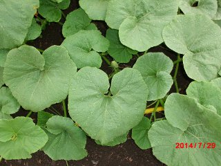 how to tell squash plants apart