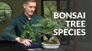 how to tell what bonsai tree i have