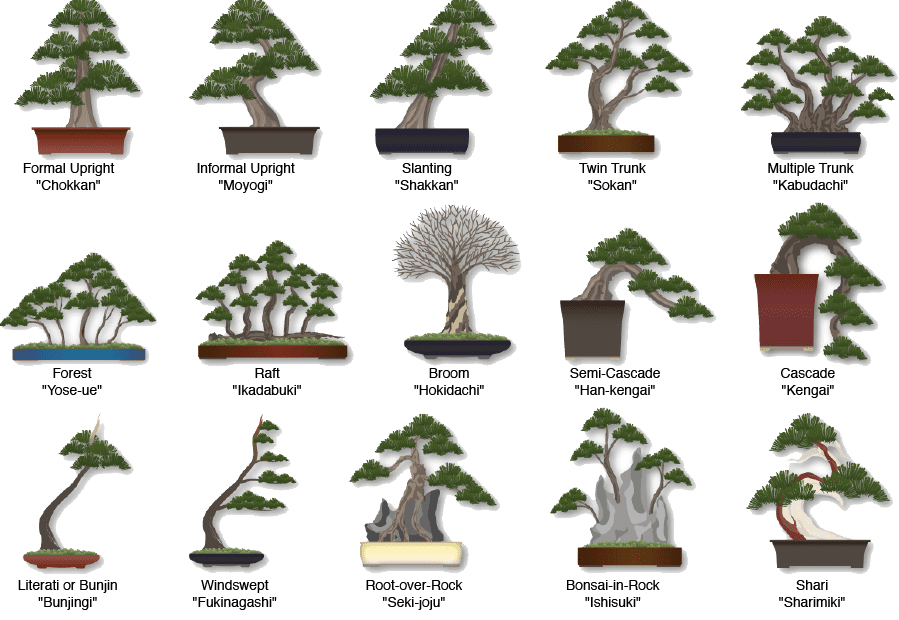How to Tell What Type of Bonsai Tree I Have