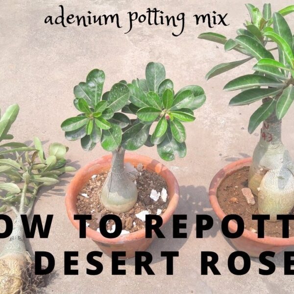 how to transplant a desert rose plant