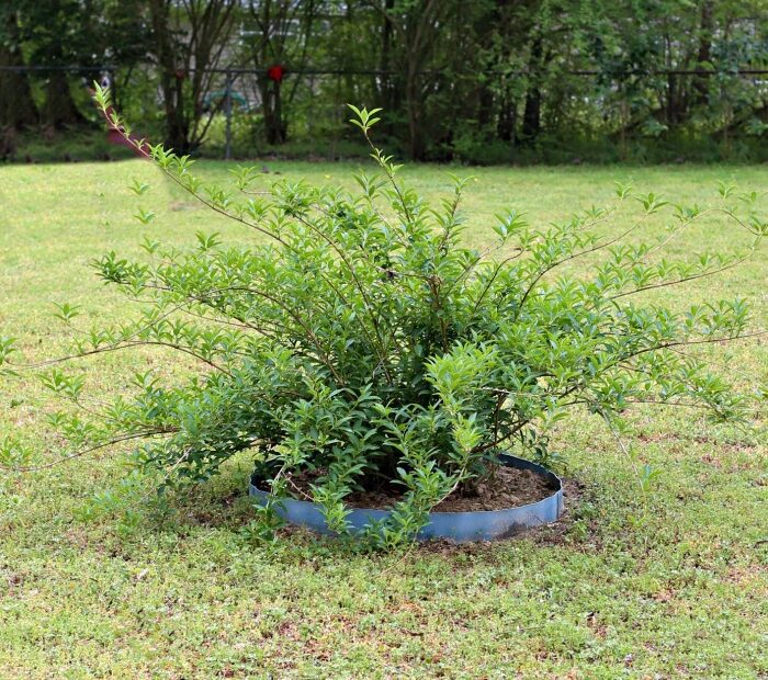 how to transplant a forsythia