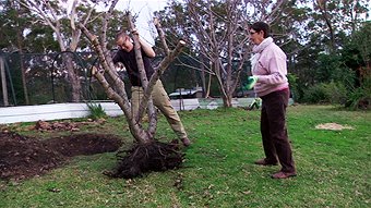 how to transplant a peach tree