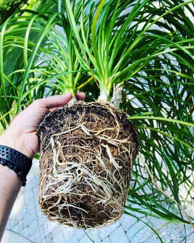 how to transplant a ponytail palm