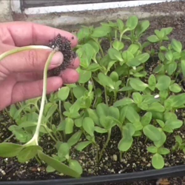 how to transplant a sunflower