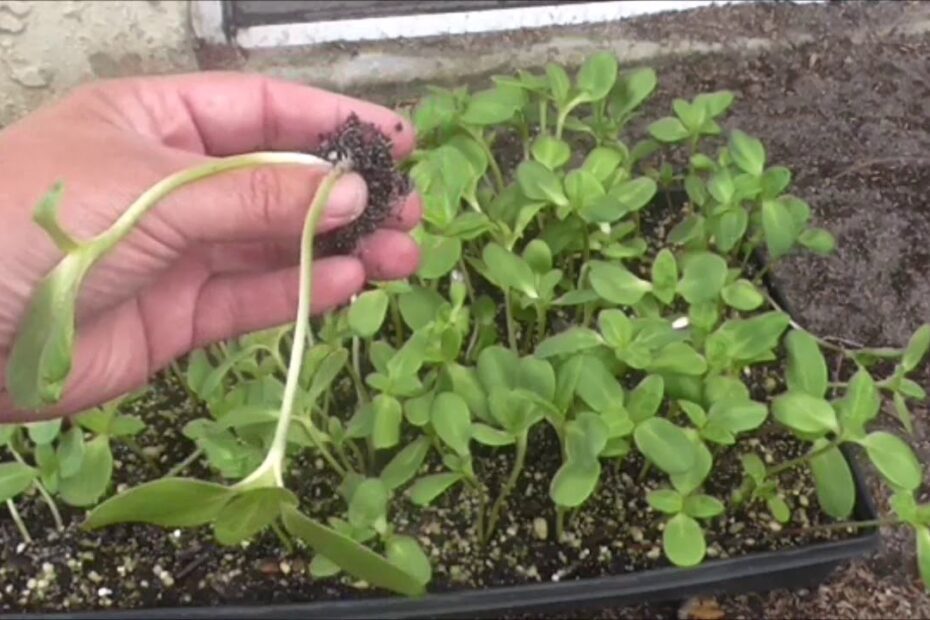 how to transplant a sunflower