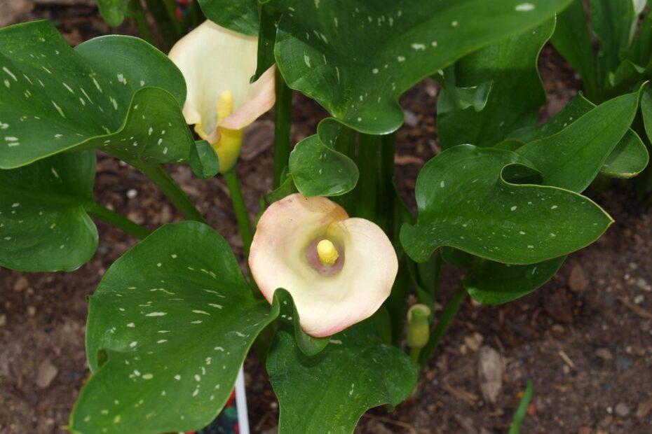 How to Transplant Calla Lilies