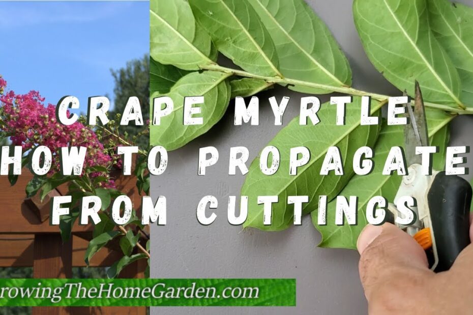 How to Transplant Crepe Myrtle Shoots