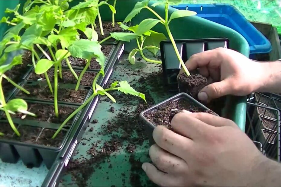 How to Transplant Cucumber Seedlings