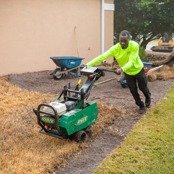 how to transplant grass from one area to another