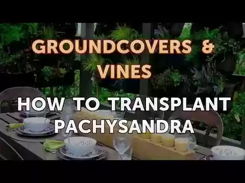 How to Transplant Pachysandra